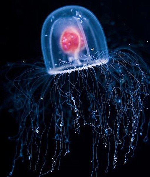 immortal jellyfish